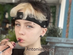 Antoniachasey
