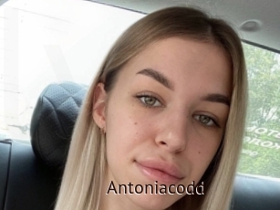 Antoniacodd