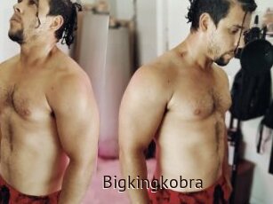 Bigkingkobra