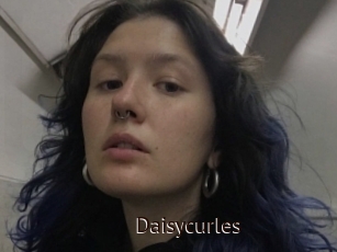 Daisycurles