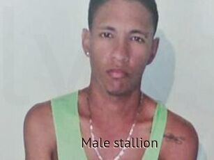 Male_stallion