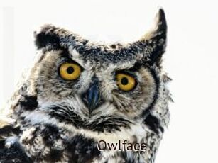 Owlface