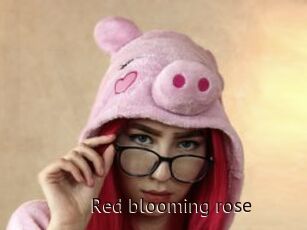 Red_blooming_rose