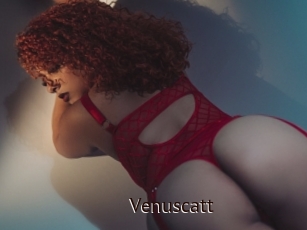 Venuscatt